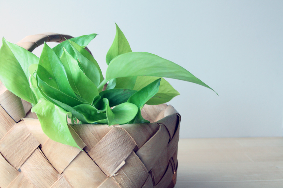 株式会社オフィスルーカス