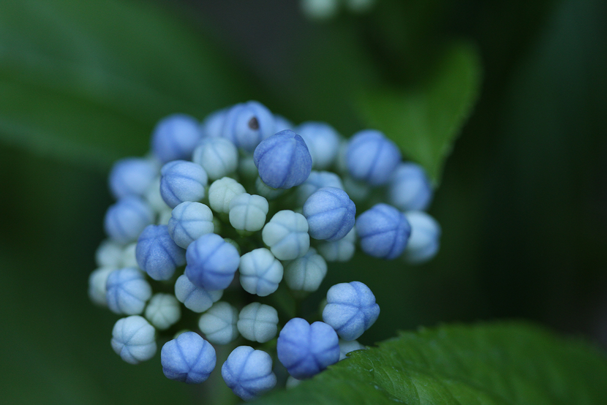 有限会社ジュース