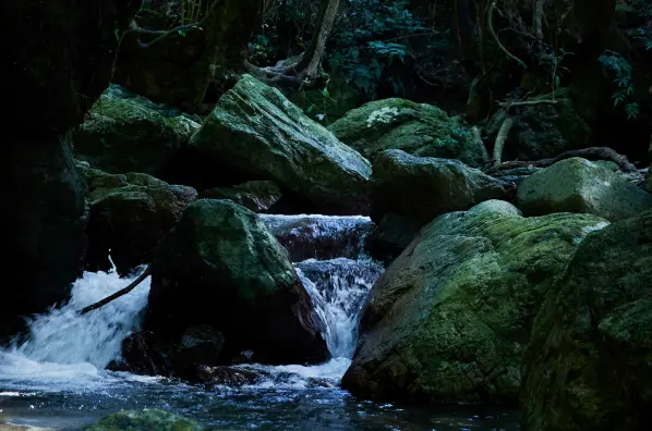 株式会社奄美大島開運酒造