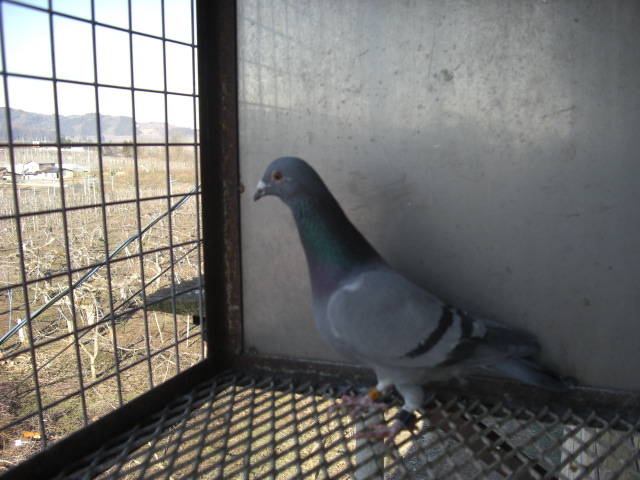 有限会社明珍鉄工所