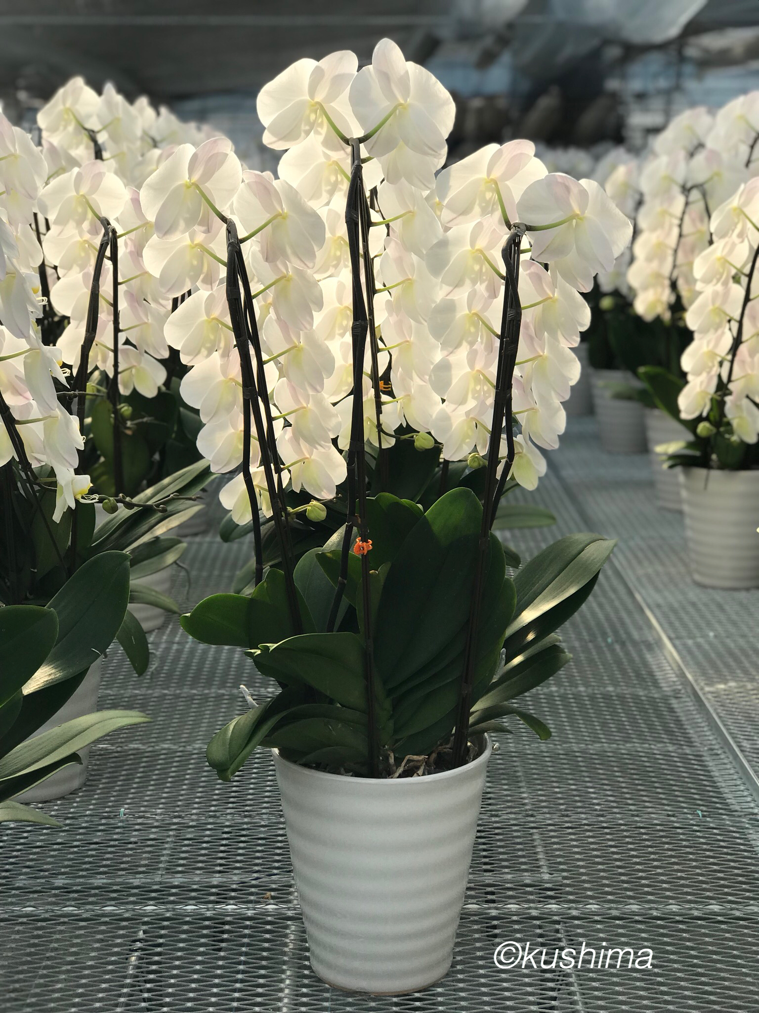 有限会社串間洋蘭