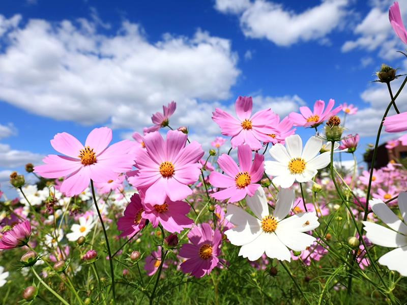 株式会社土屋興業