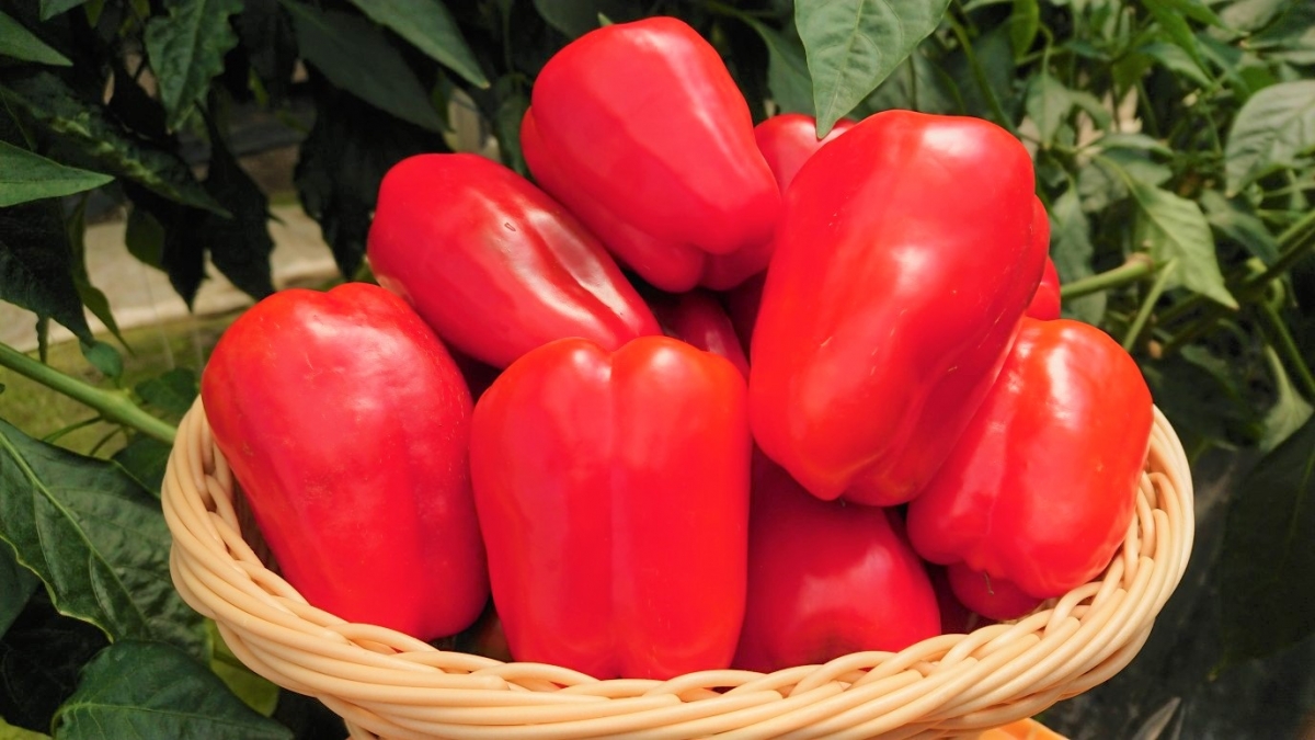 ＮＳＴ株式会社