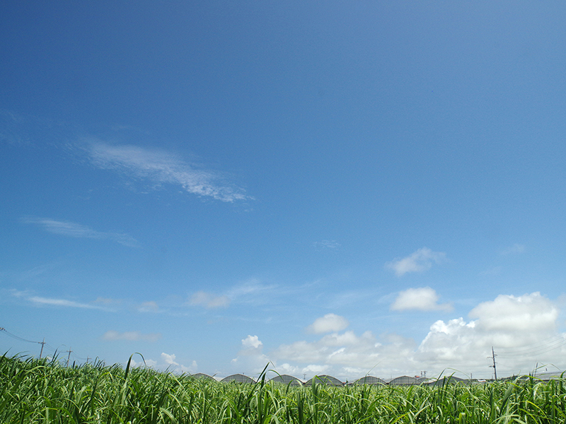 株式会社南国発酵
