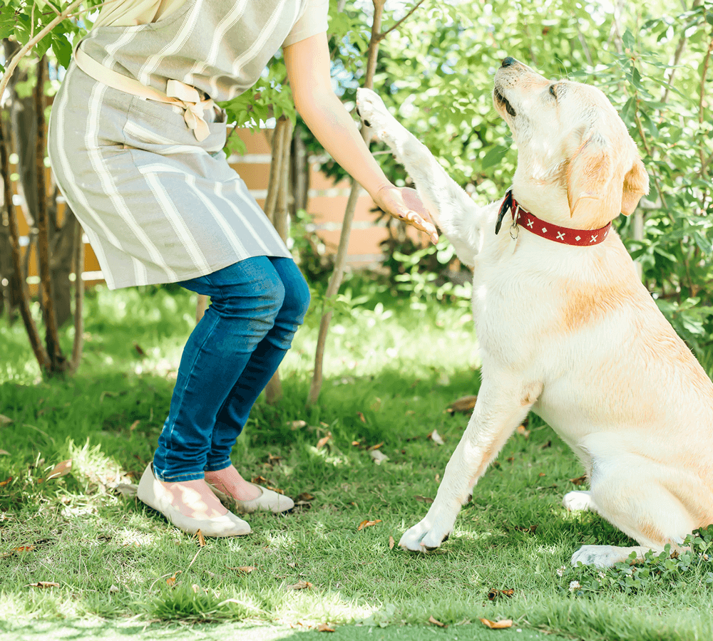 シンシア株式会社