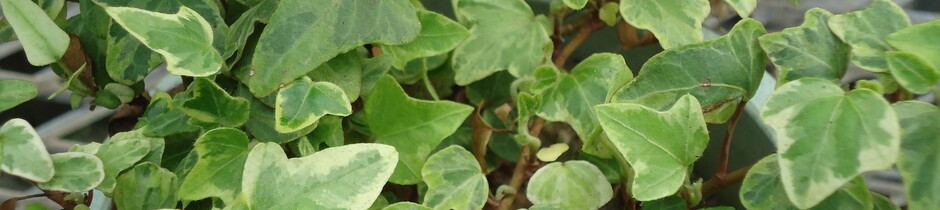 有限会社大分グリーンセンター