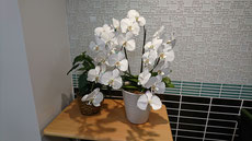 有限会社ユーエス・ケミカル