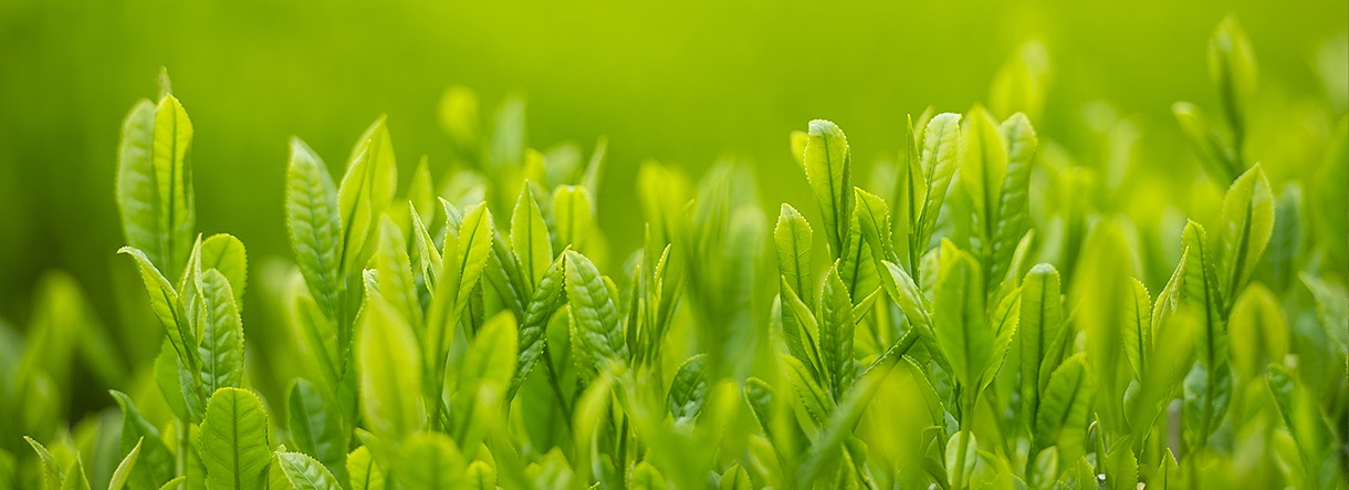 宇津山製茶株式会社